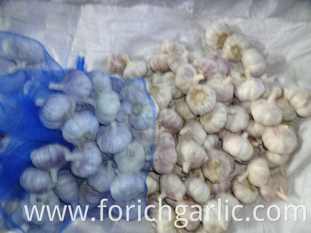 Normal White Garlic Fresh